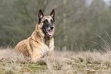 MALINOIS 639